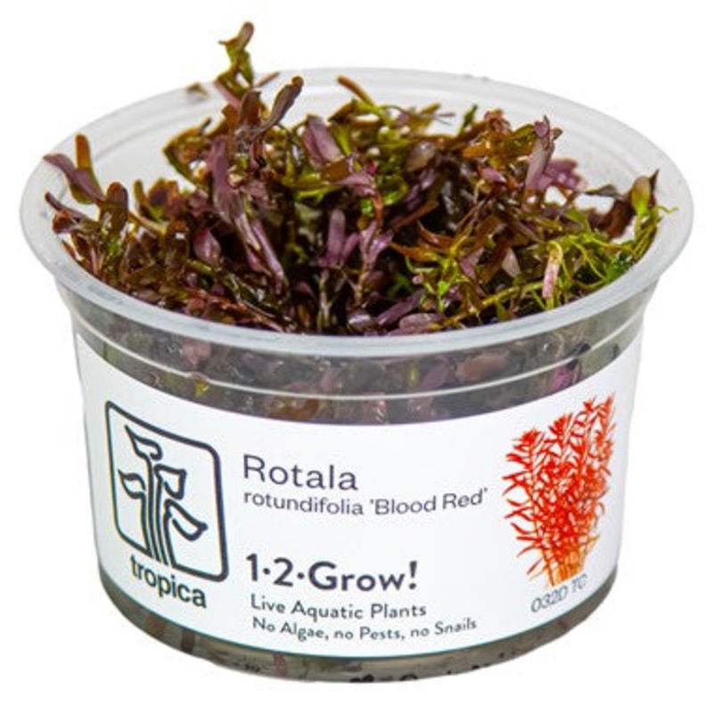 Tropica Rotala rotundifolia ‘Blood Red’ 1-2-Grow