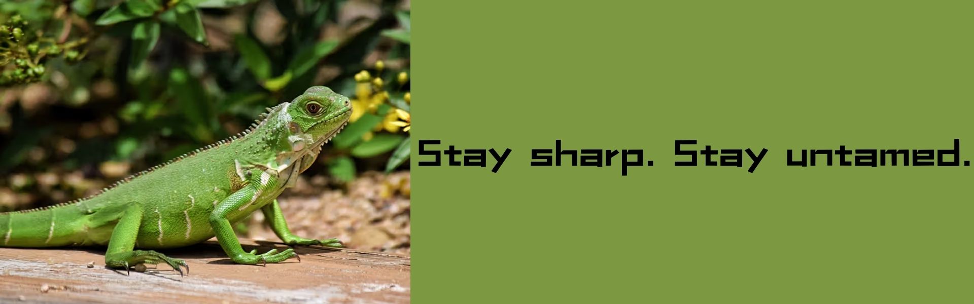 Lizard Care in Florida, Arizona, and Texas – Optimal Habitats, Nutrition, and Health Tips
